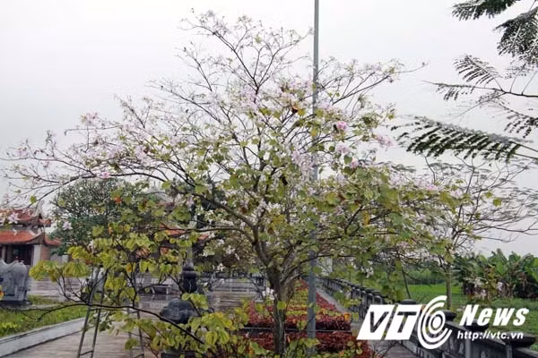 Cùng chiêm ngưỡng những hình ảnh tuyệt đẹp của hoa ban Tây Bắc khoe sắc tại Hải Phòng do PV VTC News ghi lại vào ngày cuối tuần (25/3) 