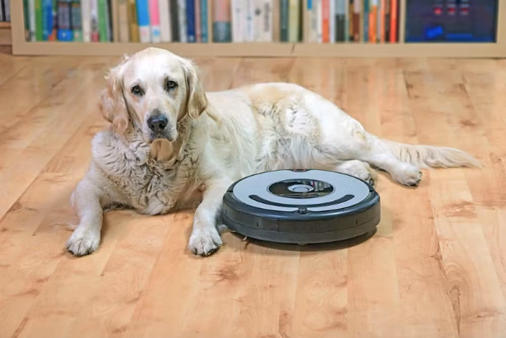 Dù là hàng chất lượng, có giá thành thấp hay cao, thì dòng thiết bị robot hút bụi, robot quét nhà ngày nay vẫn bộc lộ nhiều yếu điểm mà tính năng thông minh của nó cũng không thể bù đắp được. Hạn chế đầu tiên có thể kể đến là việc tạo ra tiếng ồn khi sử dụng, đôi khi gây ra phiền toái rất lớn. Khắc phục điều này, nhiều người sử dụng robot quét nhà trong lúc đi vắng, tuy nhiên việc không giám sát, không có người để ứng biến rất dễ khiến tai nạn bôi bẩn vừa nêu trên xảy ra.