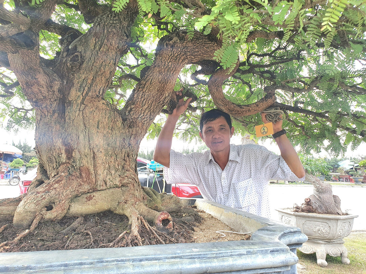 Cay an qua thanh bonsai, chu nhan ra gia 300 trieu moi ban-Hinh-10