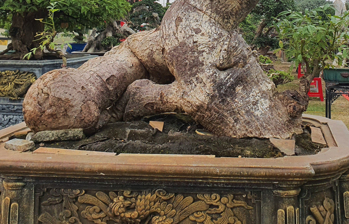 Cay an qua thanh bonsai, chu nhan ra gia 300 trieu moi ban-Hinh-7