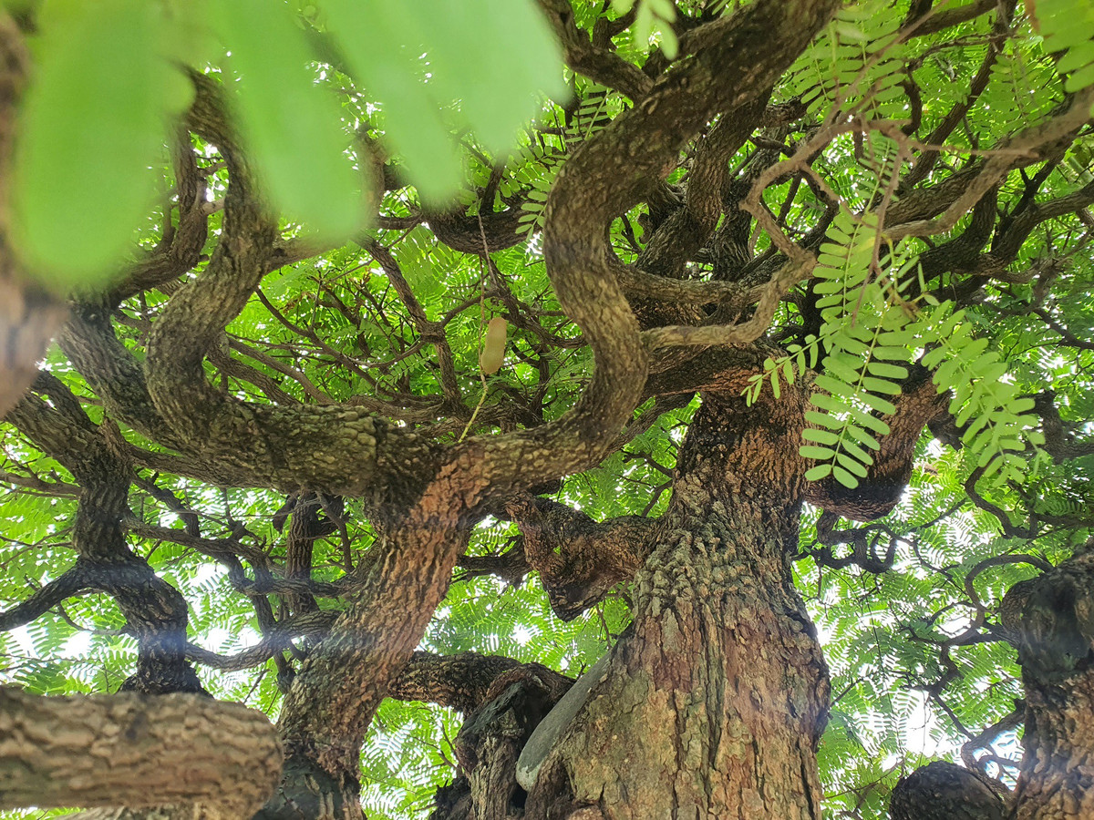 Cay an qua thanh bonsai, chu nhan ra gia 300 trieu moi ban-Hinh-9