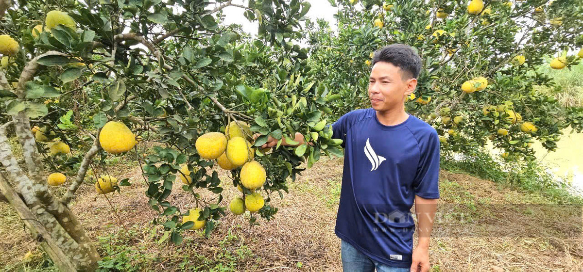 Độc đáo mô hình nuôi kiến vàng trong vườn bưởi Doc dao mo hinh nuoi kien vang trong vuon buoi