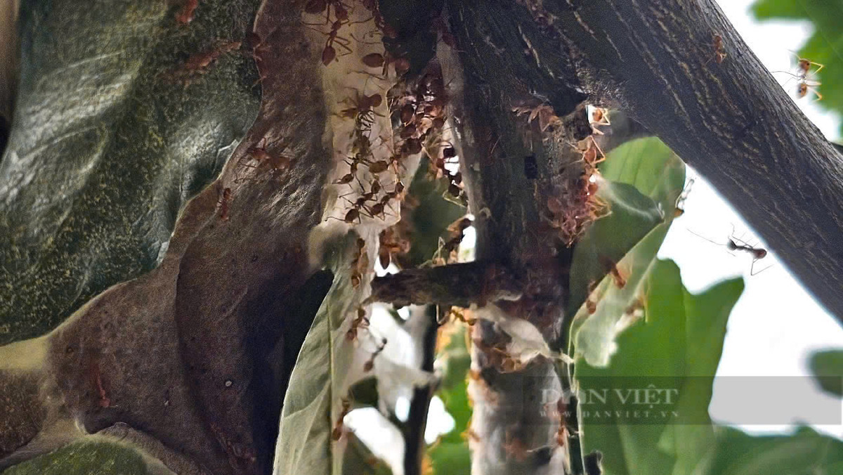 Độc đáo mô hình nuôi kiến vàng trong vườn bưởi - Hình 3 Doc dao mo hinh nuoi kien vang trong vuon buoi-Hinh-3