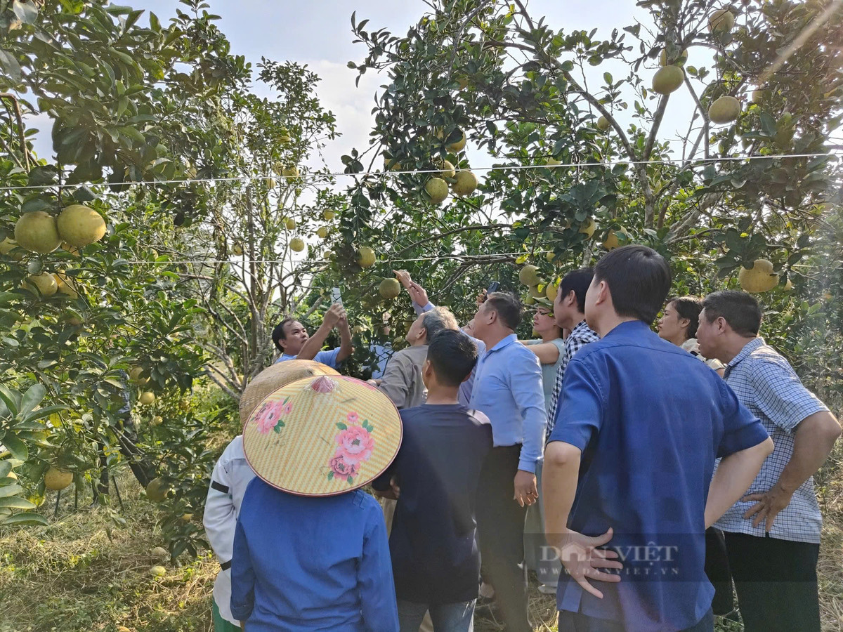 Độc đáo mô hình nuôi kiến vàng trong vườn bưởi - Hình 7 Doc dao mo hinh nuoi kien vang trong vuon buoi-Hinh-7