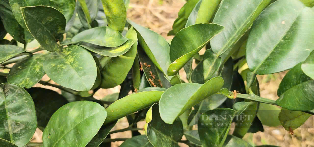 Độc đáo mô hình nuôi kiến vàng trong vườn bưởi - Hình 6 Doc dao mo hinh nuoi kien vang trong vuon buoi-Hinh-6