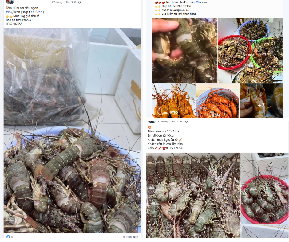 Tôm hùm “mini” giá siêu rẻ được rao bán tràn lan trên chợ mạng Tom hum “mini” gia sieu re duoc rao ban tran lan tren cho mang