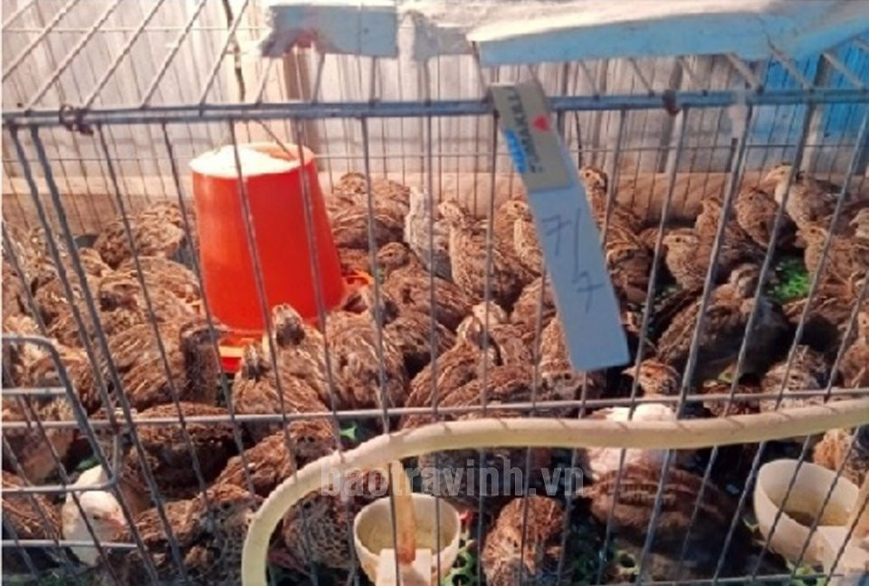 Thoát nghèo nhờ loại chim ngắn ngày, dễ nuôi, đẻ nhiều trứng Thoat ngheo nho loai chim ngan ngay, de nuoi, de nhieu trung