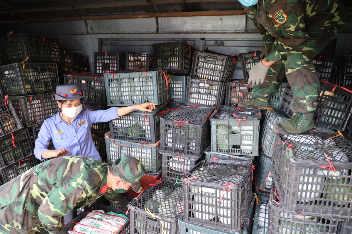 Được biết, mỗi toa tàu sẽ xếp hơn 800 bao tải hàng, tương đương 35 tấn.