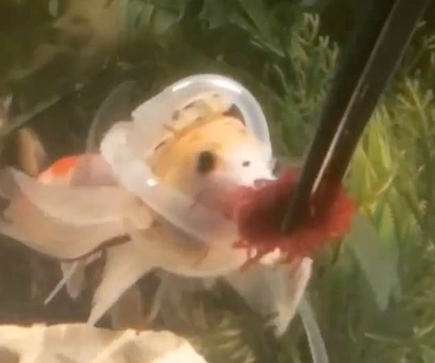 Chung benh ky la khien chu ca vang phai mac... ao phao-Hinh-2