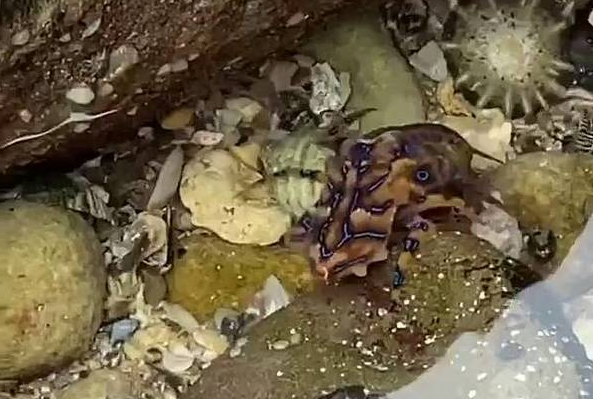 Ghe so loai bach tuoc xanh co noc doc hon ca ran ho mang