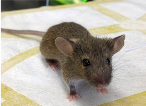 Huan luyen chuot khong lo thanh... chuyen gia do min