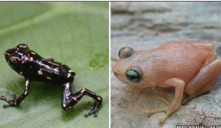 Phat hien loai ech doi mau day thu vi