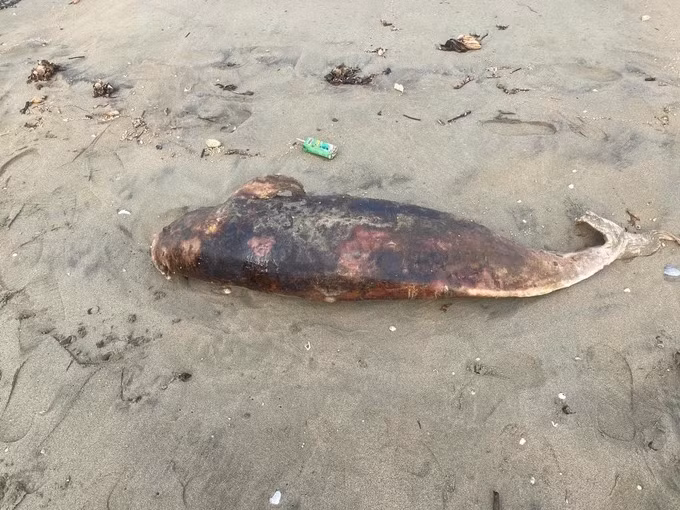 Vào chiều ngày 1/4, Phó Chủ tịch UBND xã Xuân Phổ, ông Nguyễn Minh Tuấn thông tin về việc người dân địa phương phát hiện xác 2 con cá lạ trôi dạt vào bãi biển xã Xuân Phổ và 1 con tại bãi biển xã Cương Gián, huyện Nghi Xuân. Theo quan sát của người dân, mỗi xác cá có chiều dài khoảng 1,1m, cân nặng trung bình khoảng 30 - 50 kg. Ảnh: SGGP.