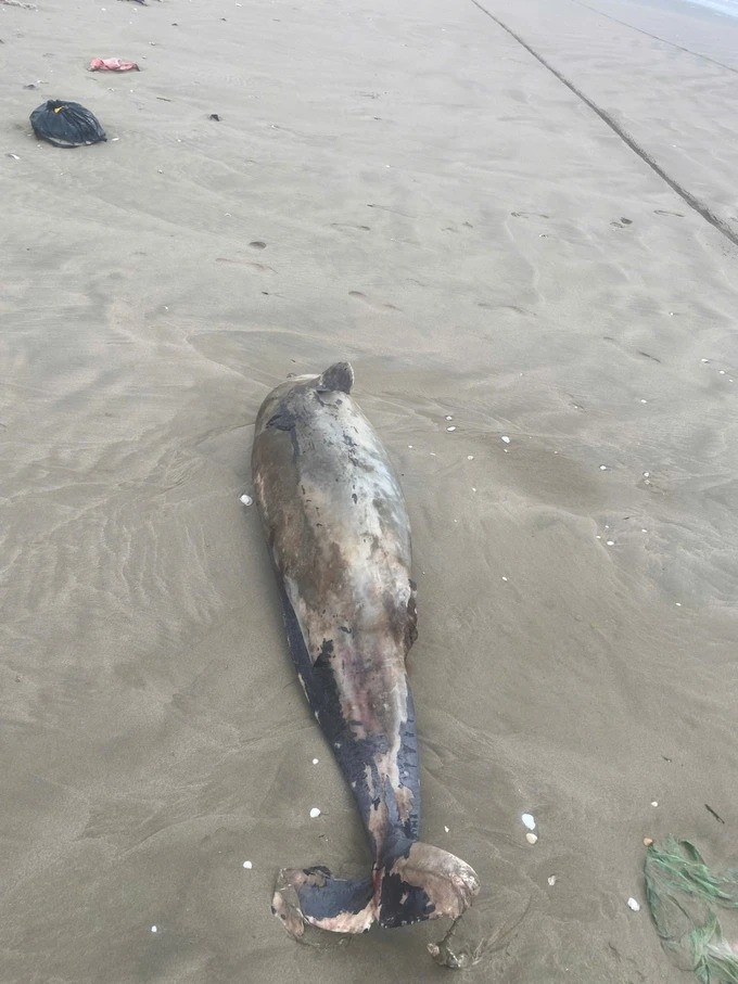 Sau khi nhận được tin báo từ người dân, chính quyền địa phương đã cử cán bộ đến hiện trường kiểm tra và phối hợp với mọi người tiến hành chôn cất xác cá theo phong tục địa phương, đảm bảo vệ sinh môi trường. Ảnh: SGGP.