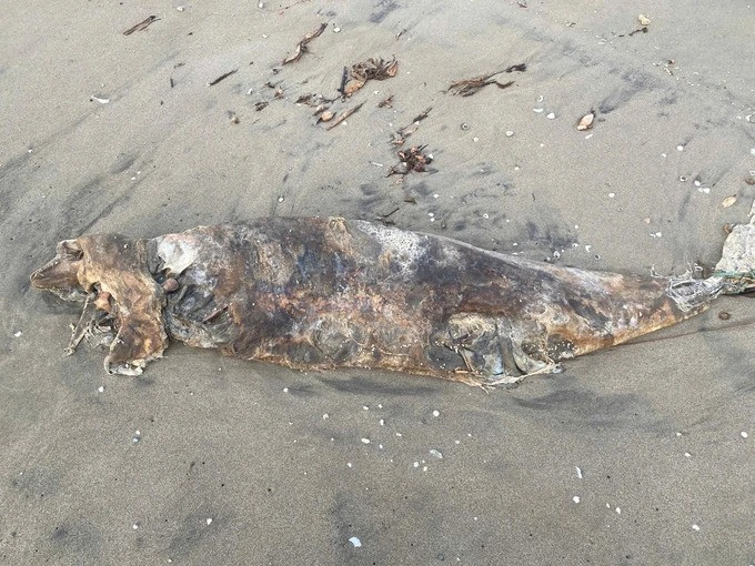 Do 3 con cá lạ đã chết nhiều ngày, có dấu hiệu bị phân hủy nên chính quyền địa phương và người dân chưa xác định chính xác chúng thuộc loài cá nào. Ảnh: SGGP.