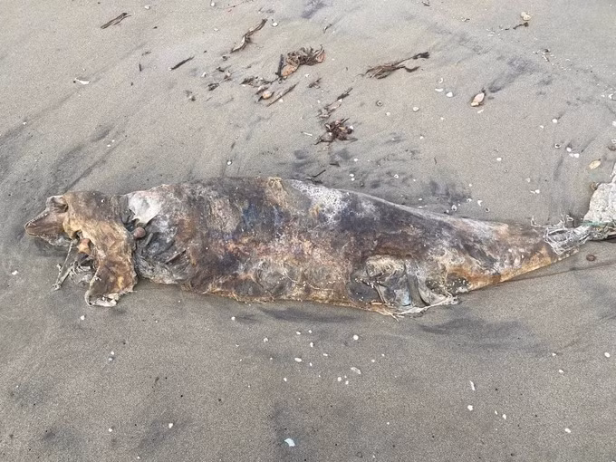 Do 3 con cá lạ đã chết nhiều ngày, có dấu hiệu bị phân hủy nên chính quyền địa phương và người dân chưa xác định chính xác chúng thuộc loài cá nào. Ảnh: SGGP.