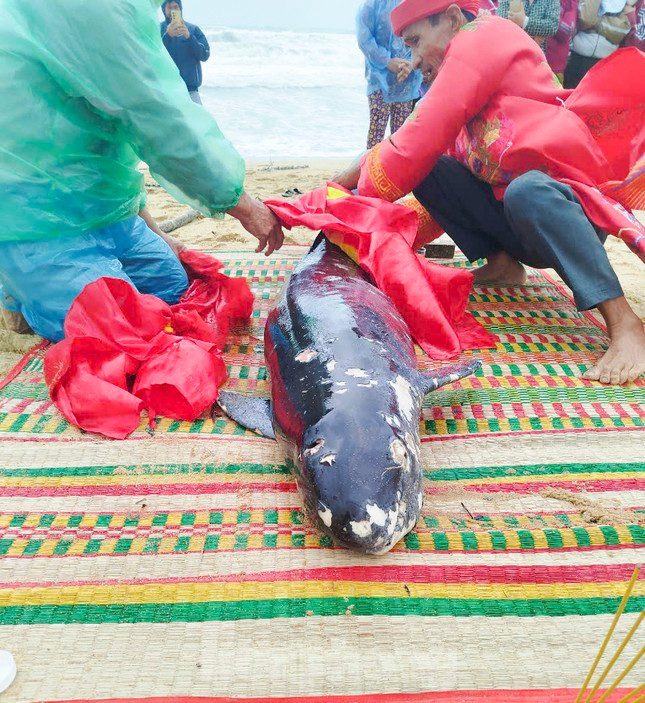 Sáng 15/12/2024, người dân thôn 9, xã Mỹ Thắng, H.Phù Mỹ (Bình Định) phát hiện xác một con cá voi dài khoảng 2m, nặng hơn 100 kg trôi dạt vào bờ biển thôn 9. Sau đó, con cá voi được chôn cất theo phong tục truyền thống. Ảnh: B.V.Đ/Tiền Phong.