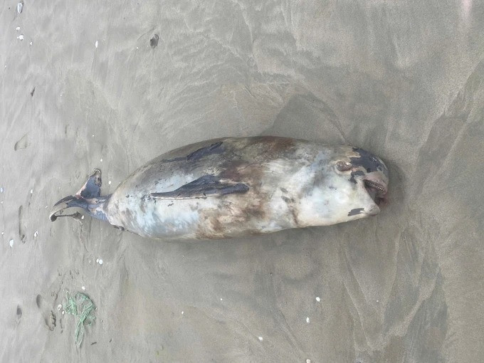 Dù vậy, một số người dân đưa ra nhận định 3 xác cá lạ đó có thể là cá voi (hay còn gọi là cá ông - loài được ngư dân xem là linh vật của biển) hoặc cá heo. Ảnh: SGGP.