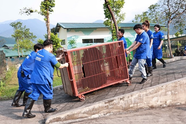 Ba cá thể gấu ngựa này đều có nguồn gốc hợp pháp, từng được nuôi nhốt nhiều năm, trước khi các chủ nuôi quyết định giao nộp cho cơ quan chức năng vì lý do nhân đạo. Ảnh: Tiền phong.