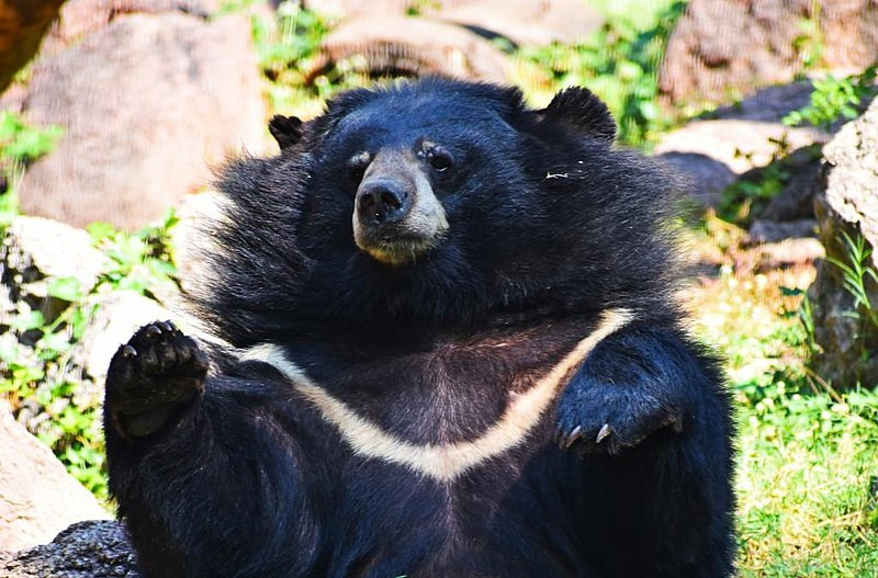 Là loài thú lớn, gấu ngựa có thân béo, tai tròn, chân trước, chân sau có 5 ngón, đi bằng bàn chân sau. Ảnh: Wikimedia.