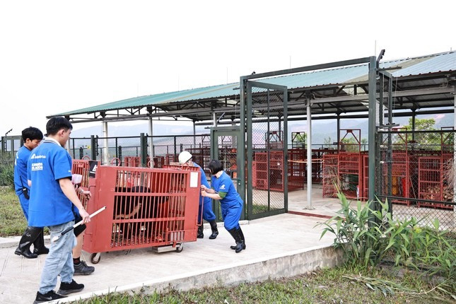 Vào ngày 7/4, Trung tâm Cứu hộ Gấu Việt Nam (cơ sở 2) thông tin Tổ chức Động vật Châu Á vừa cứu hộ thành công 3 cá thể gấu ngựa từ xã Phụng Thượng (huyện Phúc Thọ, Hà Nội), đưa về cơ sở 2 tại Vườn Quốc gia Bạch Mã, TP Huế để nuôi dưỡn, chăm sóc. Ảnh: Tiền phong.