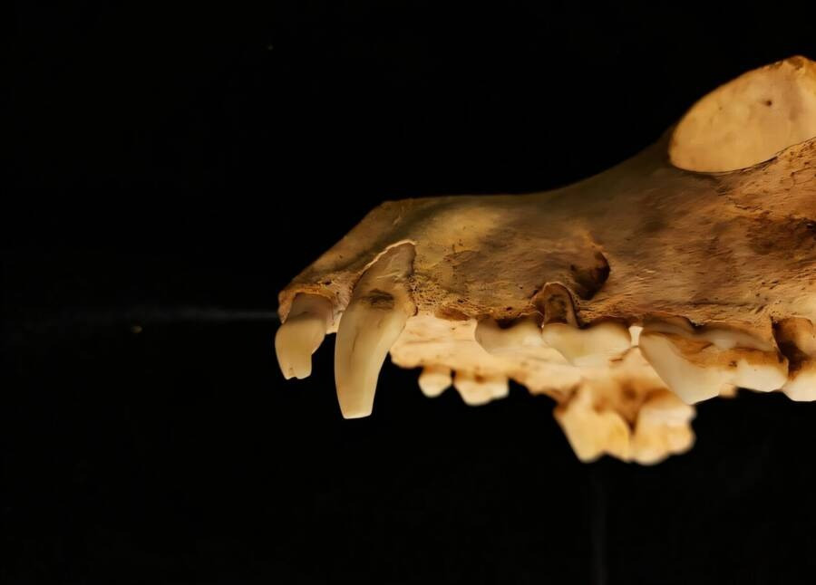 Trong cuộc khai quật tại địa điểm khảo cổ Nescot, Anh vào năm 2015, các chuyên gia đã tìm thấy một chiếc hố lớn thời La Mã chứa 5.436 mảnh xương chó. Kết quả kiểm tra cho thấy số xương này thuộc về ít nhất 140 con chó. Chúng đã bị giết khi thực hiện lễ hiến tế thời cổ đại. Ảnh: Ellen Greene.