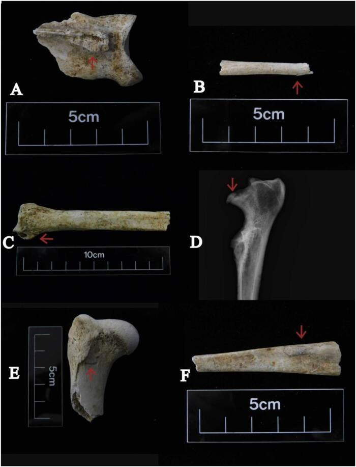 Kể từ khi phát hiện số xương chó khổng lồ trên, các chuyên gia nỗ lực giải mã vì sao chúng được chôn cùng một chỗ. Nghiên cứu gần đây của Tiến sĩ Ellen Greene được công bố trên International Journey of Paleopathology đã làm sáng tỏ một số bí ẩn về khám phá trên. Ảnh:Ellen Greene.