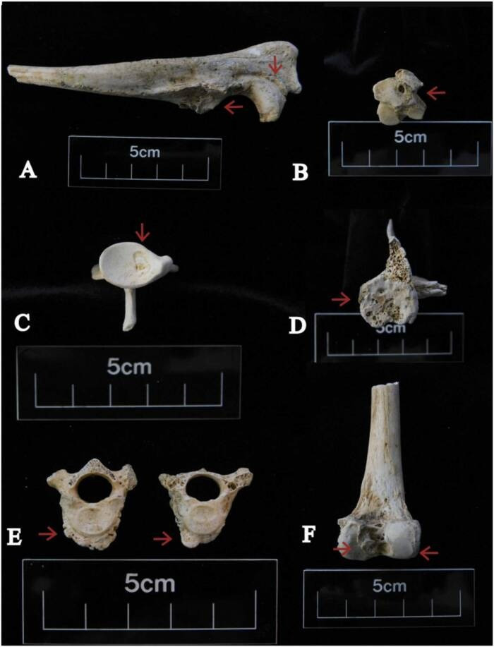 Theo các chuyên gia, đây là một trong những hố chứa xương chó lớn nhất thời La Mã từng được tìm thấy ở Anh. Ảnh: Ellen Greene.