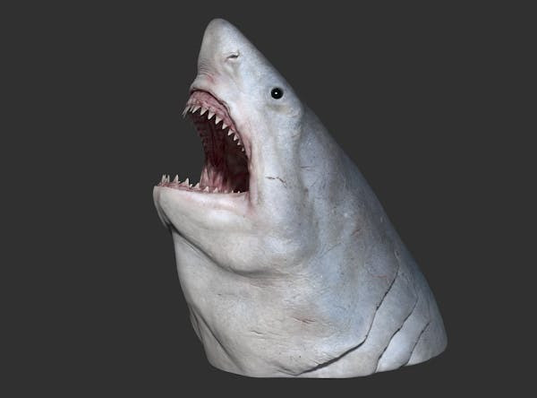 Trước đó, giới nghiên cứu gặp nhiều khó khăn trong việc tính toán, xác định kích thước cơ thể của cá mập megalodon do loài này đã tuyệt chủng và không tìm được hóa thạch hoàn chỉnh nào. Ảnh: Vlad Konstaninov, Mikael Siversson, Author provided.