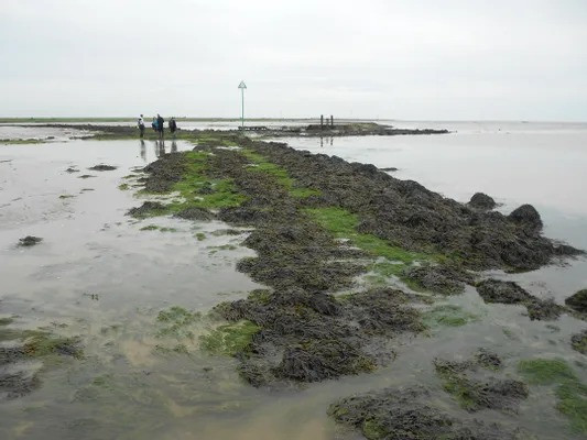 Trong những ngày thời tiết tốt, tuyến đường Broomway là điểm đi bộ và ngắm cảnh biển lý tưởng. Thế nhưng, khi thủy triều lên, Broomway trở thành con đường nguy hiểm. Bởi lẽ, chỉ trong vài phút, nước biển sẽ dâng cao rất nhanh khiến con đường Broomway nhanh chóng "biến mất". Nếu không kịp lên bờ trước khi thủy triều lên thì những người đang đi trên con đường này sẽ bị đại dương "nuốt chửng". Ảnh: MagnumPI / Atlas Obscura User.