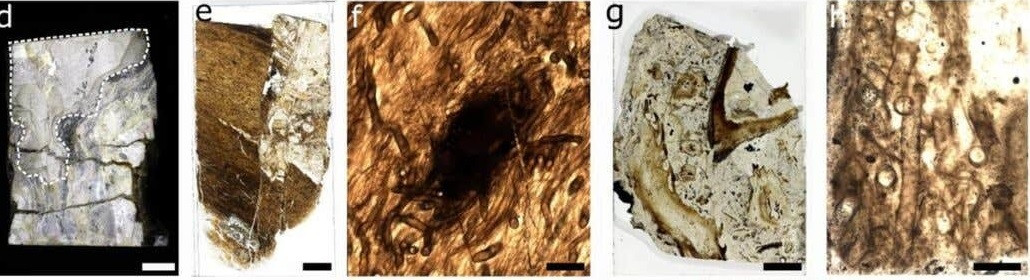 Thông qua việc xem xét giải phẫu vi mô và phân tích hóa học các cấu trúc hình ống, nhóm nghiên cứu đã loại bỏ một cách có hệ thống mọi mối quan hệ có khả năng giữa Prototaxites và các loại nấm ngày nay cũng như các loài khác. Ảnh: preprint server bioRxiv.