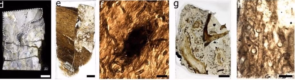 Thông qua việc xem xét giải phẫu vi mô và phân tích hóa học các cấu trúc hình ống, nhóm nghiên cứu đã loại bỏ một cách có hệ thống mọi mối quan hệ có khả năng giữa Prototaxites và các loại nấm ngày nay cũng như các loài khác. Ảnh: preprint server bioRxiv.