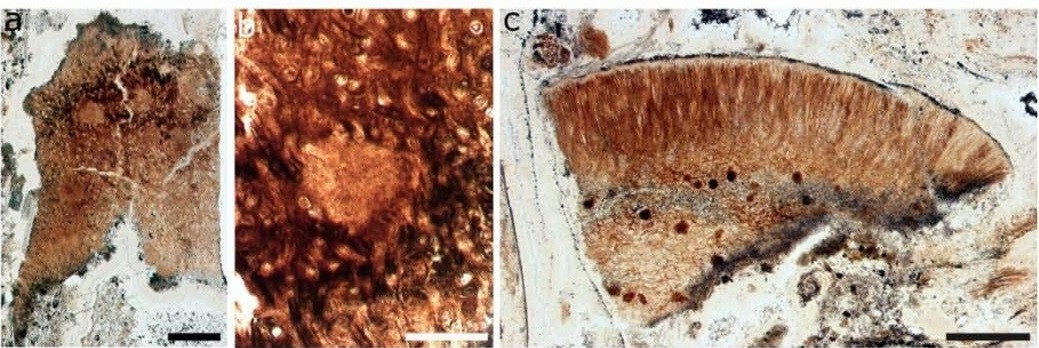 Mới đây, nghiên cứu do các chuyên gia Đại học Edinburgh thực hiện đã kiểm tra, phân tích 3 mảnh P. taiti và đi đến kết luận không có đủ bằng chứng để kết luận Prototaxites là một loại nấm. Ảnh: preprint server bioRxiv.