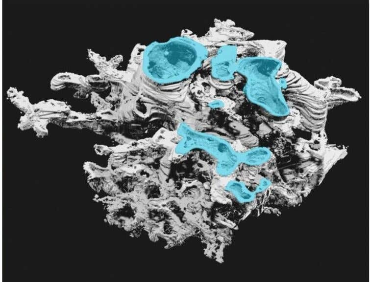 Các chuyên gia cho rằng, sự hiện diện của Prototaxites, một dạng sự sống chưa từng được nhận diện của Trái đất, là bằng chứng cho thấy chúng ta vẫn chưa thể giải mã hoàn toàn lịch sử tiến hóa của các loài động thực vật trên hành tinh xanh. Ảnh: preprint server bioRxiv.