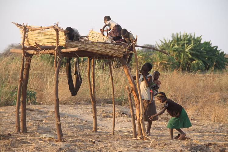 Tuy nhiên, các thành viên bộ tộc Doma đã thích nghi với mỗi bàn chân chỉ có 2 ngón. Thậm chí, một số người cho rằng, đôi bàn chân thiếu ngón giúp họ leo cây, săn bắt hái lượm hiệu quả hơn. Ảnh: Kudakwashe Hunda.