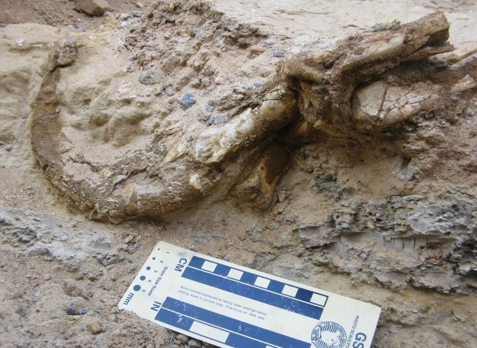 Deinonychus tsogtbaatari có kích thước trung bình so với các loài khủng long khác. Khi trưởng thành, mỗi cá thể chỉ nặng khoảng 257 kg và cao khoảng 3m. Ảnh: Yoshi Kobayashi/Hokkaido University.