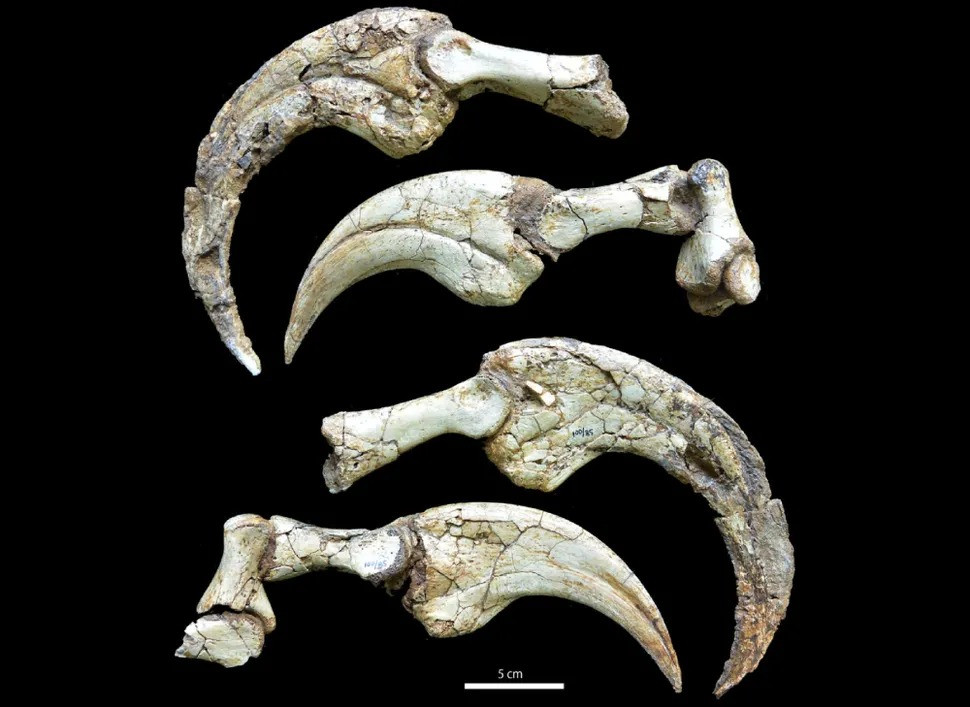Loài khủng long mới được các nhà khoa học đặt tên gọi Deinonychus tsogtbaatari. Trong đó, "Deinonychus" nghĩa là "móng vuốt" trong tiếng Hy Lạp. Tên gọi này xuất phát từ việc loài khủng long này sở hữu 2 ngón tay với móng vuốt dài khoảng 60 cm. Ảnh: Kobayashi et al 2025.