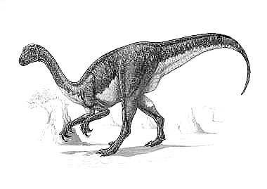 Theo các nhà nghiên cứu, khủng long Deinonychus tsogtbaatari sử dụng móng vuốt để cắt và kéo thực vật trên cao đến miệng. Ngoài ra, móng vuốt sắc nhọn còn được dùng để tự vệ và chống lại kẻ thù. Ảnh: nhm.ac.uk.