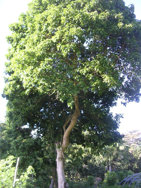 Nghiên cứu trước đó chỉ ra đậu tonka là loài cây có độ dẫn điện trong thân cao, cho phép dòng điện chạy xuyên qua mà không tích tụ nhiệt gây hư hỏng, giống như một loại dây điện cách nhiệt tốt. Ảnh: dominicagardens.