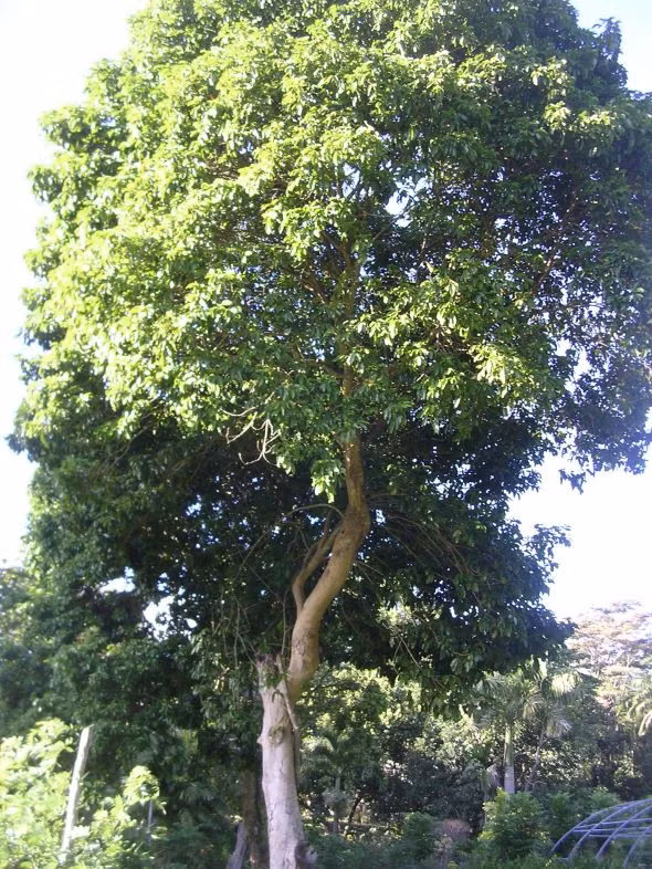 Nghiên cứu trước đó chỉ ra đậu tonka là loài cây có độ dẫn điện trong thân cao, cho phép dòng điện chạy xuyên qua mà không tích tụ nhiệt gây hư hỏng, giống như một loại dây điện cách nhiệt tốt. Ảnh: dominicagardens.