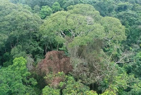 "Chúng tôi bắt đầu nghiên cứu này cách đây 10 năm. Rõ ràng, sét giết chết nhiều cây, đặc biệt là cây lớn. Thế nhưng, cây đậu tonka luôn không bị hư hại", trưởng nhóm nghiên cứu Evan Gora, nhà sinh thái học rừng ở Viện nghiên cứu hệ sinh thái Cary, cho biết. Ảnh: Evan Gora.