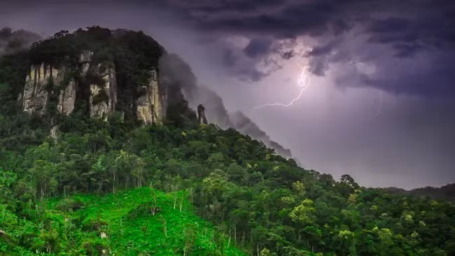 Trong rừng mưa ở vùng đất thấp của Panama, một loài cây nhiệt đới ra hoa có thể tiến hóa để sử dụng sét theo hướng có lợi. Theo nghiên cứu công bố trên tạp chí New Phytologist, đậu tonka (Dipteryx oleifera) có thể hưởng lợi từ việc bị sét đánh. Các nhà khoa học phát hiện những cây này không chỉ sống sót khi bị sét đánh mà còn sử dụng các tia sét để làm tổn thương đối thủ cạnh tranh và dây leo ký sinh bám trên thân của chúng. Ảnh: pawopa3336/Getty Images.