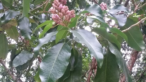 Theo kết quả phân tích, trung bình, mỗi tia sét giết chết hơn 2 tấn sinh khối cây lân cận và gần 80% cây liana (dây leo ký sinh) bám trên tán cây đậu tonka. Điều này giúp chuyên gia Gora suy đoán điểm mấu chốt phía sau khả năng chịu sét của cây đậu tonka đến từ cấu trúc của chúng. Ảnh: iNaturalist.