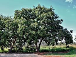 Nhóm nghiên cứu ước tính bị sét đánh có thể dẫn tới sản sinh hạt giống trong suốt vòng đời của cây đậu tonka tăng gấp 14 lần, mang lại lợi thế sinh sản cực lớn. Họ sẽ mở rộng nghiên cứu sang những khu rừng khác ở châu Phi và Đông Nam Á nhằm tìm hiểu xem sét có mang lại lợi ích cho các loài cây khác giống cây đậu tonka hay không. Ảnh: inaturalist.