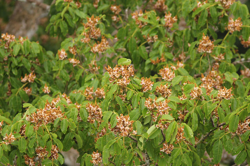 Từ đó, nhóm nghiên cứu nhận thấy loài cây đậu tonka khác biệt với nhiều loài thực vật nhiệt đới khác. Đó là loài cây đậu tonka bị hư hỏng rất ít hoặc không tổn thương chút nào sau khi sét đánh trúng. Để hiểu rõ tác động lâu dài của sét đánh lên cây đậu tonka và hàng xóm của chúng, nhóm chuyên gia tiến hành phân tích ghi chép biểu đồ cây trong hàng thập kỷ. Ảnh: iNaturalist.