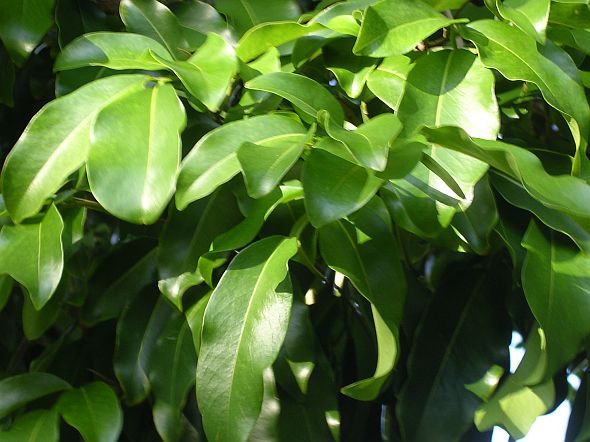 Do có xu hướng mọc lớn, cao tới 40m và tồn tại nhiều thập kỷ nên ước tính mỗi cây đậu tonka bị sét đánh ít nhất 5 lần trước khi trưởng thành. Mỗi lần sét đánh lại giúp phát quang dây leo ký sinh và đối thủ của cây đậu tonka, mở ra khoảng rừng giúp cây sinh trưởng. Ảnh: dominicagardens.