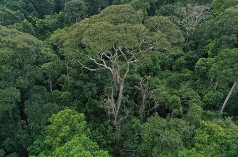 Trong rừng mưa nhiệt đới, sét là nguyên nhân chính làm nhiều cây chết, đặc biệt đối với những cây to và lâu năm nhất, đóng vai trò chủ chốt trong lưu trữ carbon và hỗ trợ đa dạng sinh thái. Ảnh: Evan Gora.