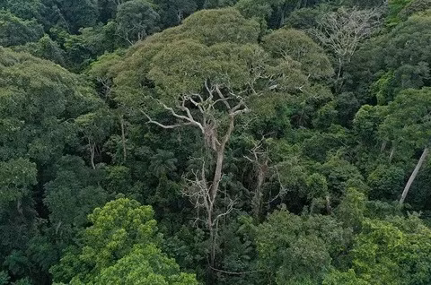 Trong rừng mưa nhiệt đới, sét là nguyên nhân chính làm nhiều cây chết, đặc biệt đối với những cây to và lâu năm nhất, đóng vai trò chủ chốt trong lưu trữ carbon và hỗ trợ đa dạng sinh thái. Ảnh: Evan Gora.