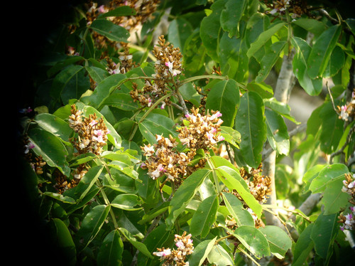 Thông qua phân tích mô hình năng lượng mỗi cảm biến trong hệ thống ghi nhận, các chuyên gia có thể lập lưới tam giác đo đạc tia sét với độ chính xác cao. Khi kết hợp với khảo sát trên mặt đất và ảnh chụp từ drone, nhóm nghiên cứu có thể xác định vùng rừng bị sét đánh và theo dõi tình trạng cây cối theo thời gian. Ảnh: iNaturalist.