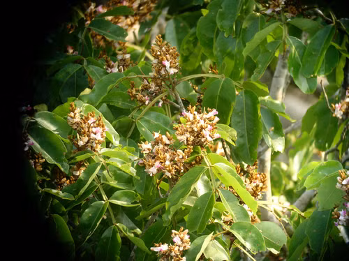 Thông qua phân tích mô hình năng lượng mỗi cảm biến trong hệ thống ghi nhận, các chuyên gia có thể lập lưới tam giác đo đạc tia sét với độ chính xác cao. Khi kết hợp với khảo sát trên mặt đất và ảnh chụp từ drone, nhóm nghiên cứu có thể xác định vùng rừng bị sét đánh và theo dõi tình trạng cây cối theo thời gian. Ảnh: iNaturalist.